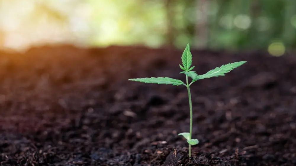 weed cutting